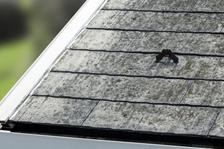 屋根塗装の剥がれは直さないとダメ？原因や補修方法について解説！